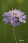 Tauben-Skabiose (Scabiosa columbaria)